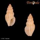 Imagem de Notocytharella phaethusa (Dall 1919)