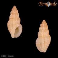 Image of Notocytharella Hertlein & A. M. Strong 1955