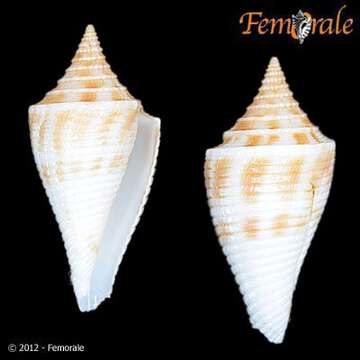 Image of Conasprella Thiele 1929