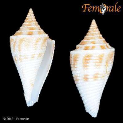 Image of Conasprella Thiele 1929