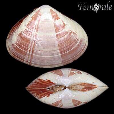 Image of streaked sand clam