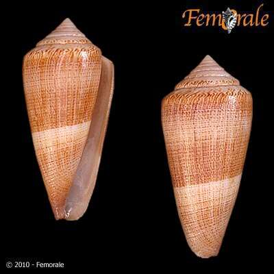 صورة Conus furvus Reeve 1843