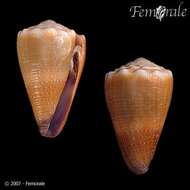 Image of cone snails