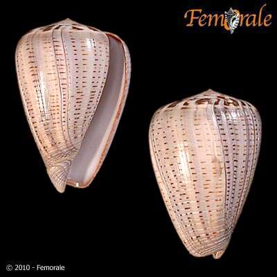 Image de Conus glaucus Linnaeus 1758