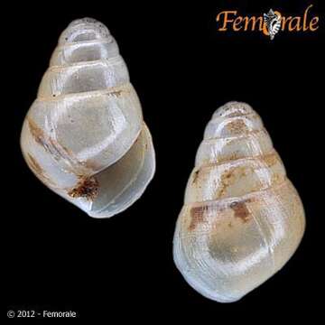 Achatinidae resmi