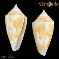 Image of cone snails