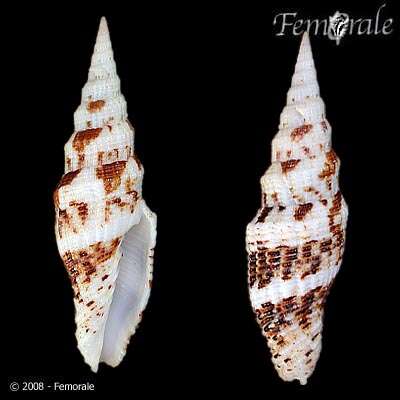 Image of Turbinelloidea Rafinesque 1815