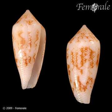 صورة Conus legatus Lamarck 1810