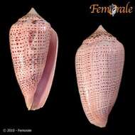 Image of Conasprella Thiele 1929