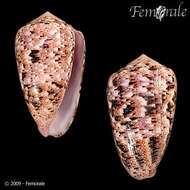 Image of cone snails