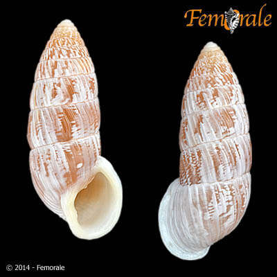 Image of Cerionidae