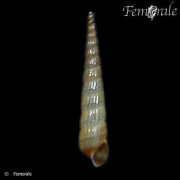 Image de unclassified Gastropoda