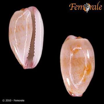 صورة Cypraea fimbriata marquesana Lorenz 2002