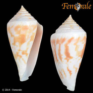 Image of Conus gradatulus Weinkauff 1875