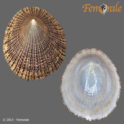 Image of prickly limpet