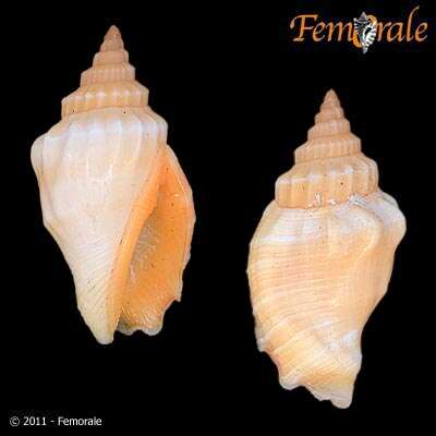 Image of <i>Strombus erythrinus elegans</i> Sowerby 1847