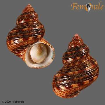 Image of turban snail