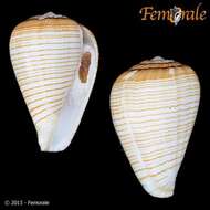 Image of Conus fuscolineatus G. B. Sowerby Iii 1905