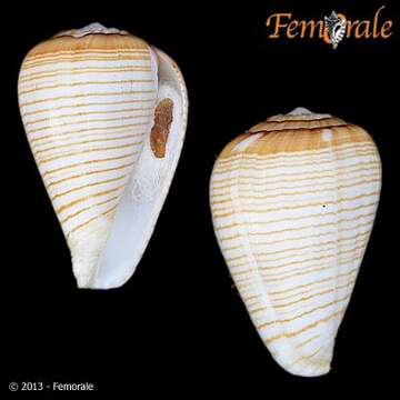 Image de Conus fuscolineatus G. B. Sowerby Iii 1905