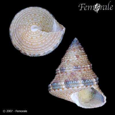 Слика од Calliostoma Swainson 1840