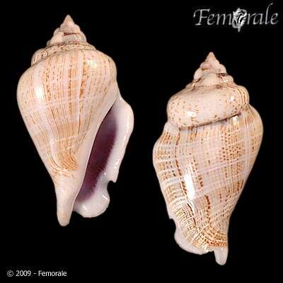 Image of <i>Strombus <i>gibberulus</i></i> gibberulus L. 1758