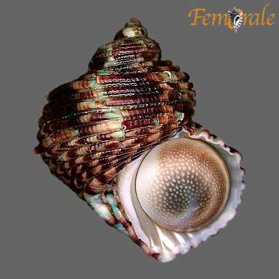 Image of turban snail