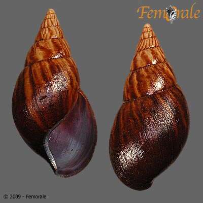 Image of <i>Achatina iostoma</i> Pfeiffer 1852