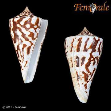 Image of Conasprella Thiele 1929