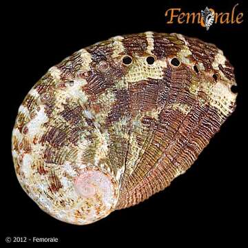 Image of Haliotoidea Rafinesque 1815