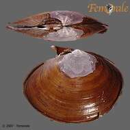 صورة Psammobiidae J. Fleming 1828