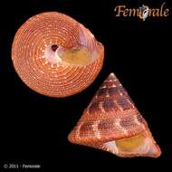 صورة Calliostomatidae Thiele 1924