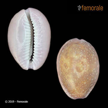 Image of Orthogastropoda