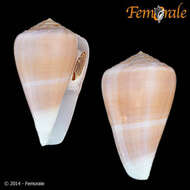 Image of cone snails