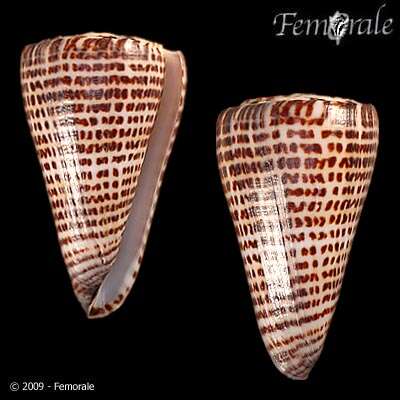 Image of Conus Linnaeus 1758