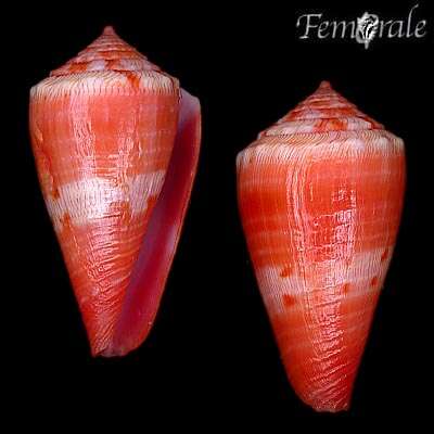 Image of Conus rosalindensis Petuch 1998