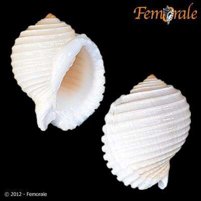 Image of tun shells