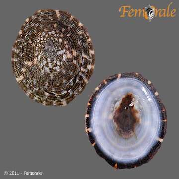 Image of tortoiseshell limpets