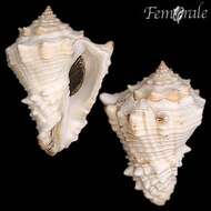 Imagem de Turbinellidae Swainson 1835