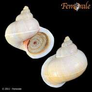 صورة Pomatiidae