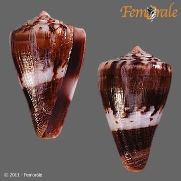 Image of Conus fumigatus blainvillei Kiener 1845