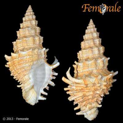 Image of Turbinellidae Swainson 1835