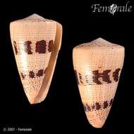 Image of cone snails