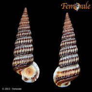 Image of Potamididae