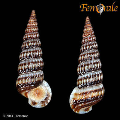 Image de Potamididae