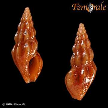 Image of Cerodrillia Bartsch & Rehder 1939