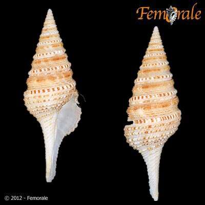 Image of Turridae H. Adams & A. Adams 1853