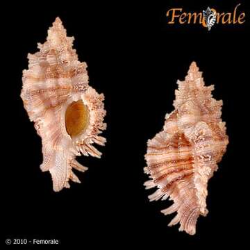 Plancia ëd Chicoreus Montfort 1810