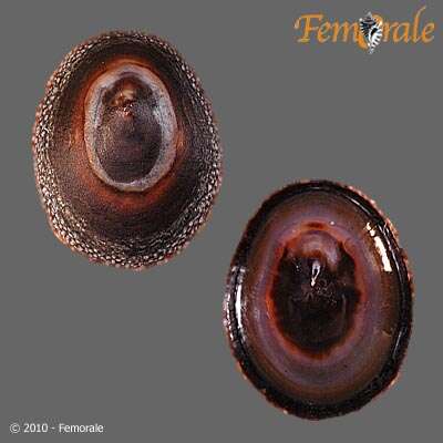 Image of tortoiseshell limpets