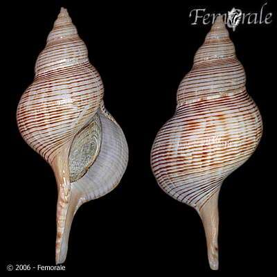 Fasciolaria Lamarck 1799 resmi