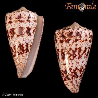 Image of Conus araneosus